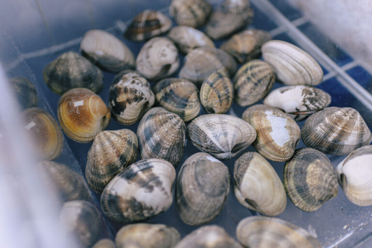 Vongole surgelate di Freddidea